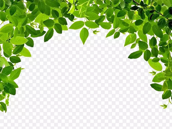 叶果树砧木.xchng砧木摄影.绿叶边缘