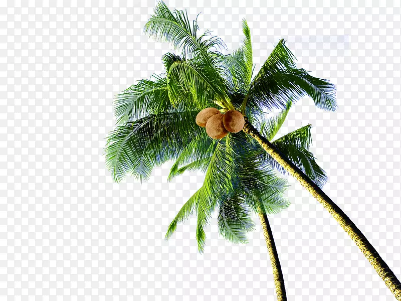 椰子树下载-椰子树