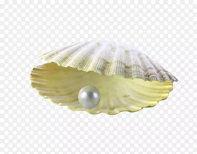 珍珠粉贝壳小册子-黄色简单珍珠壳装饰图案