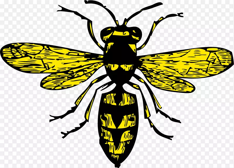 蜜蜂昆虫图书插图-蜜蜂毒液