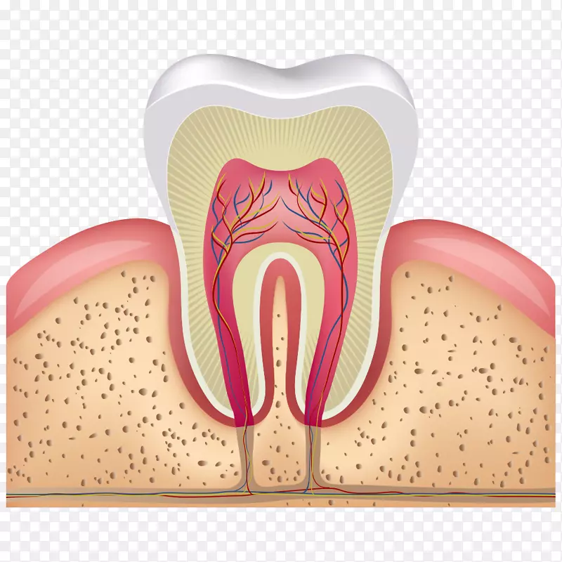 人牙髓根管蛀牙-牙齿横断面