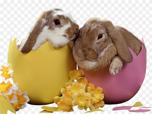 复活节兔子欧洲兔子莱波尔-蛋壳兔