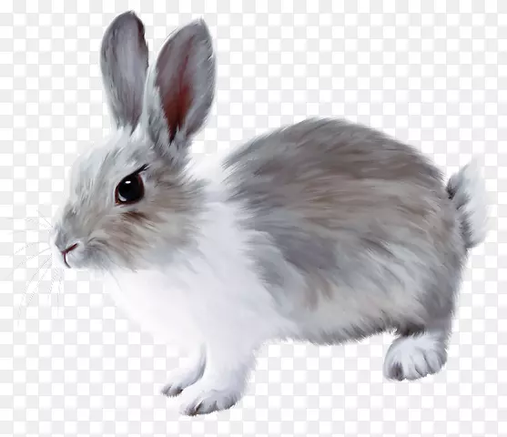 法国小兔子复活节兔子欧洲兔子可爱的小兔子涂成灰色