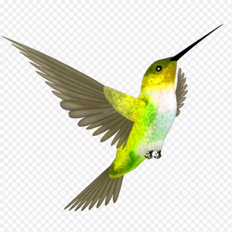 蜂鸟飞嘴-绿色飞鸟
