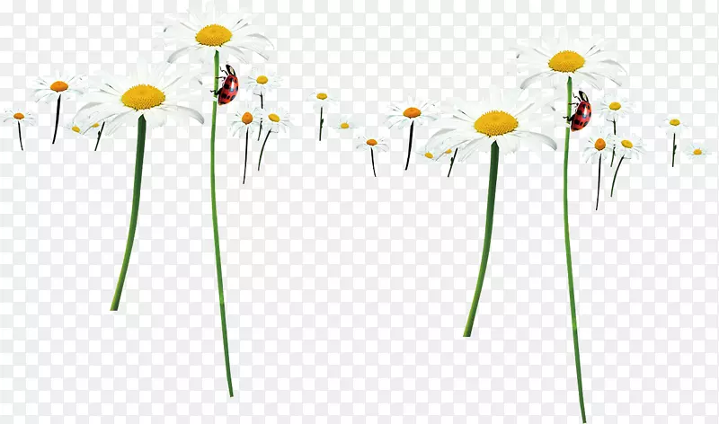 花卉设计黄色能量花瓣-菊花