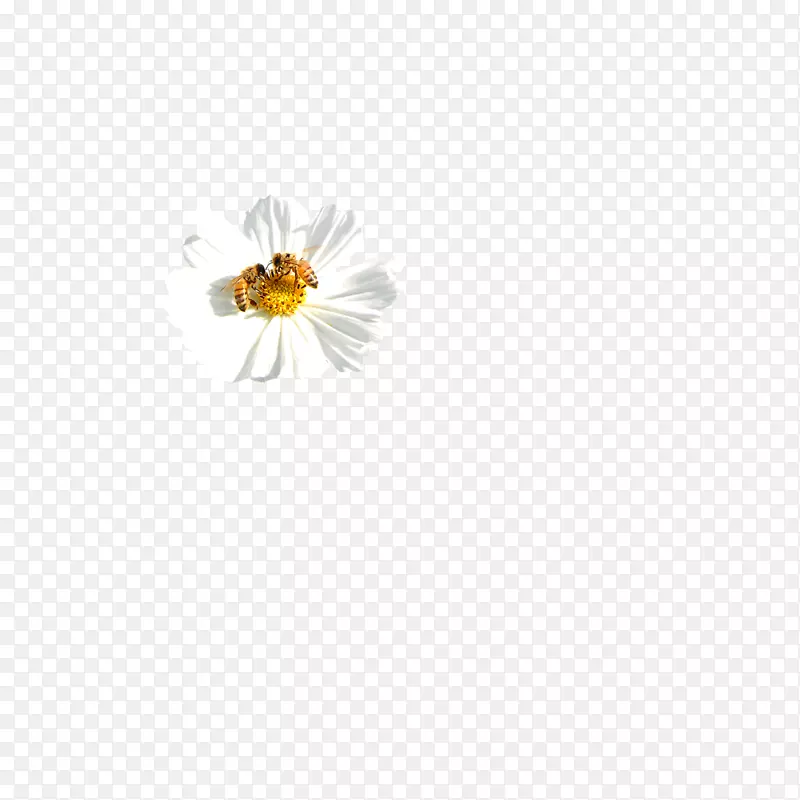 蜜蜂黄色图案-菊花