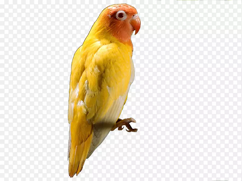 红头鹦鹉-小鹦鹉