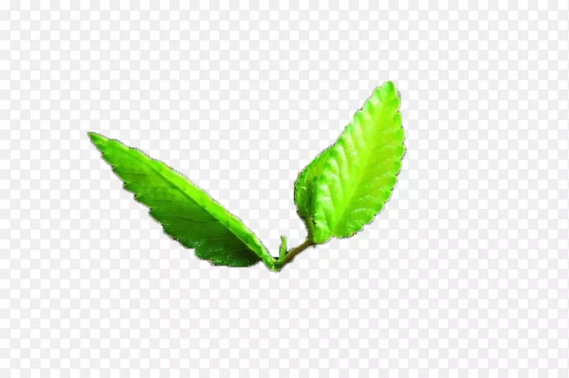 绿叶植物茎墙纸-一棵甜瓜的幼苗