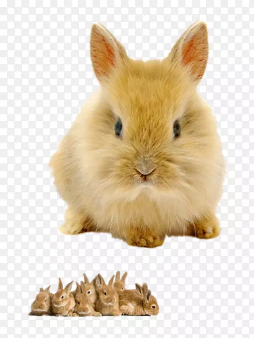 兔子高清电视高清视频1080 p壁纸黄色兔子