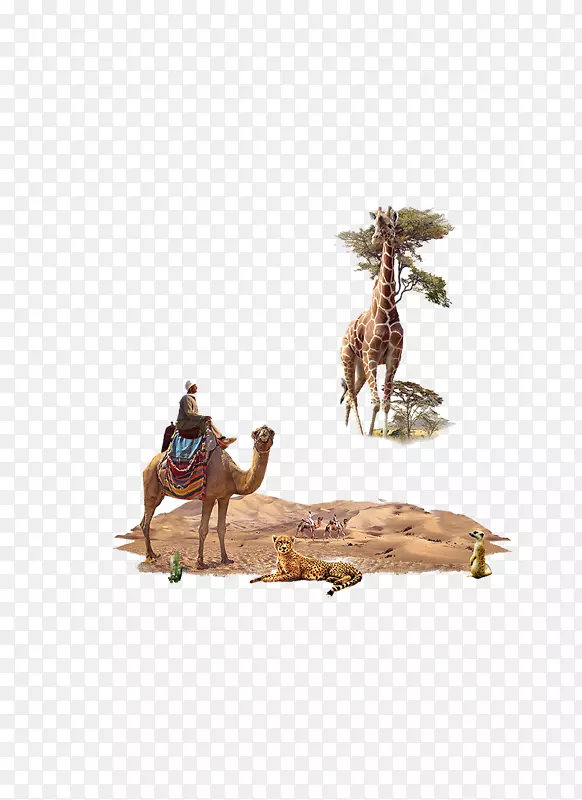 北方长颈鹿骆驼动物沙漠动物