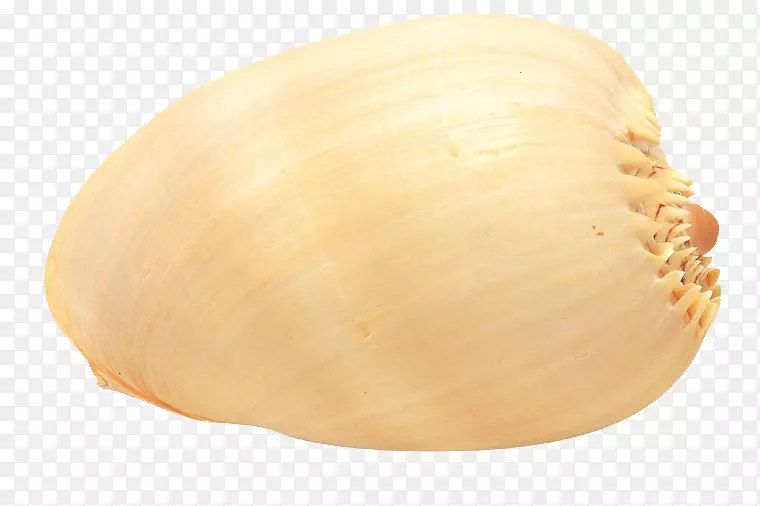 扇贝贝壳-吸引人的贝壳