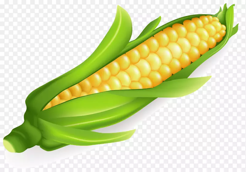 玉米上的玉米原料摄影剪贴画.黄色玉米