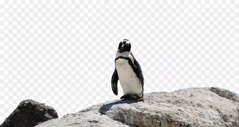 大石头沙滩企鹅王鸟字戒指-石头上的企鹅