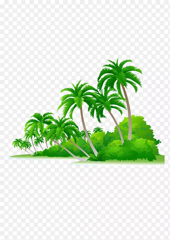 槟榔科树插图-棕榈滩