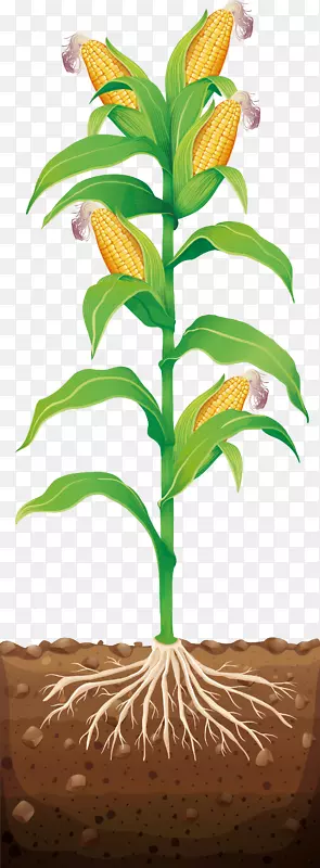 玉米芯上的玉米插图-甜玉米