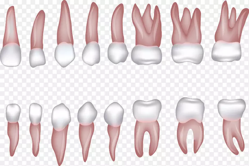 人类牙齿切牙智人剪贴术.牙齿的各种形状