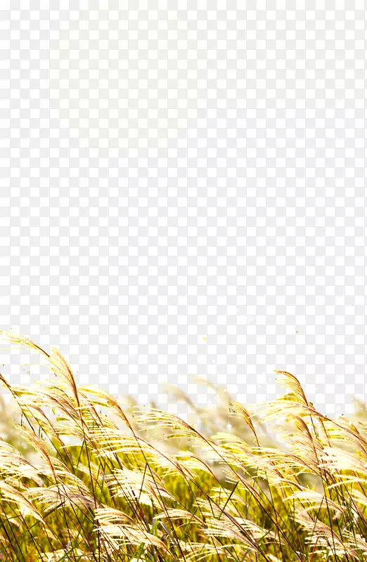 麦秸-水稻