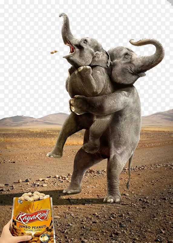 广告动物广告幽默印刷营销大象手持小象