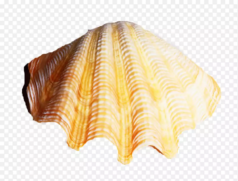 海螺下载扇形壳