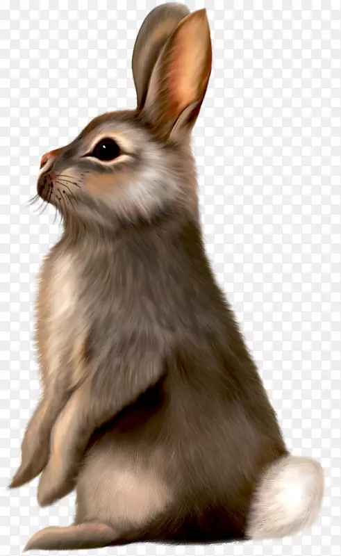 复活节兔子剪贴画-长耳朵棕色老鼠画灰兔