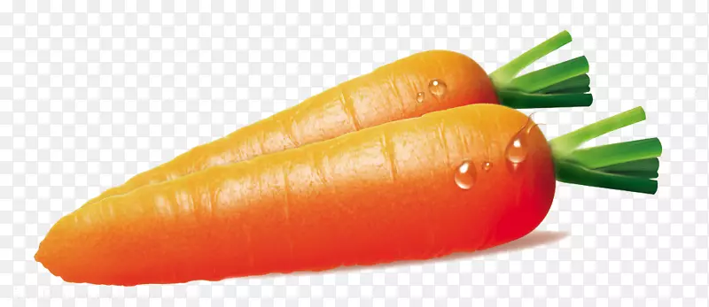 胡萝卜蔬菜食品营养手绘胡萝卜