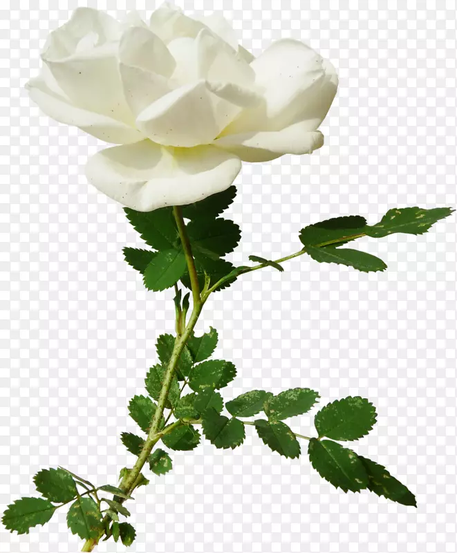 花园玫瑰、蜈蚣玫瑰、剪贴画-白玫瑰