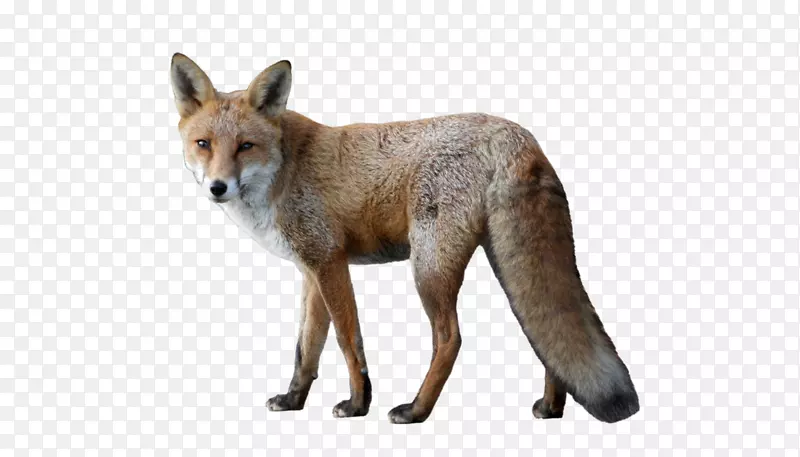 红狐北极狐-野狐