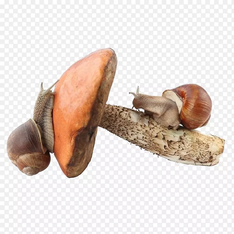 真菌剪贴画-蜗牛