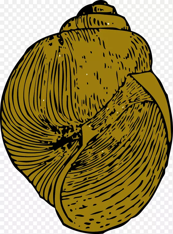 加里蜗牛海螺腹足类壳夹艺术-黄海螺