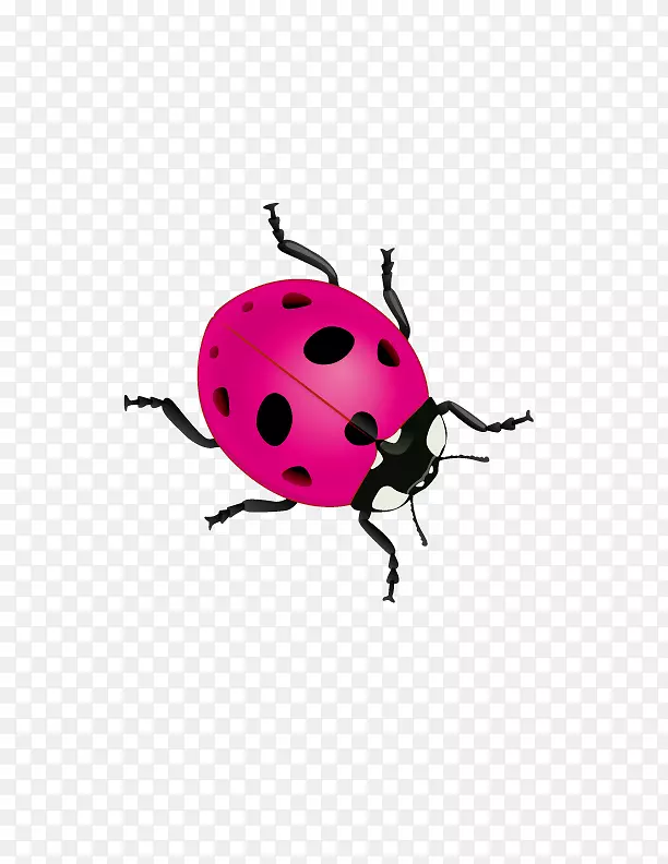 甲虫瓢虫七星瓢虫粉红瓢虫