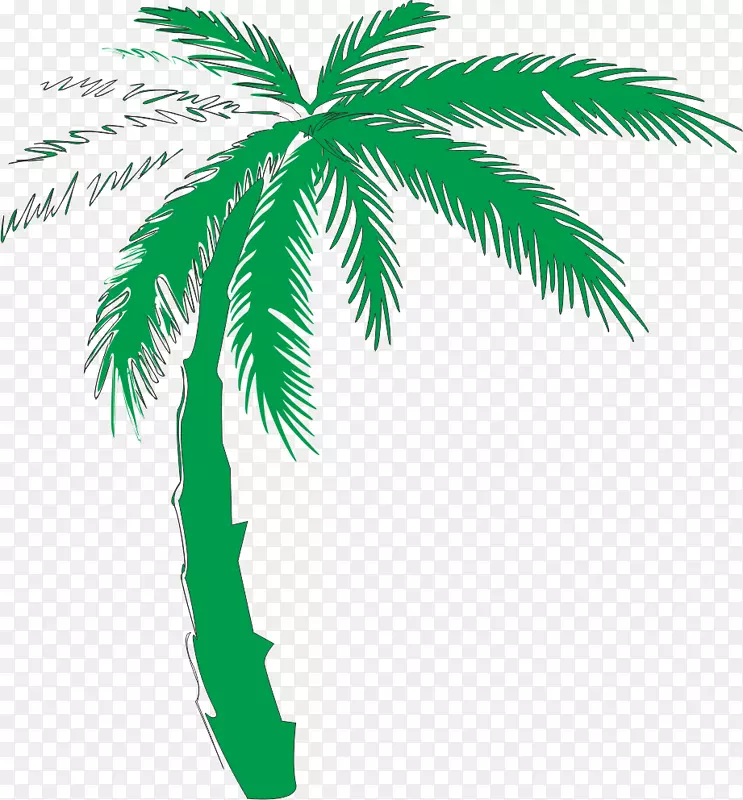 槟榔科椰子树-椰子树照片