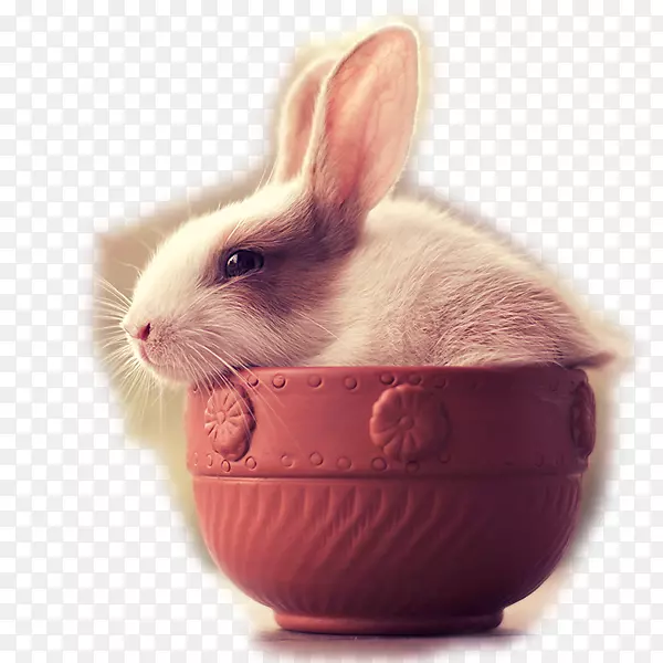 荷兰，侏儒，兔子，麻风兔，兔子和兔子-茶杯兔