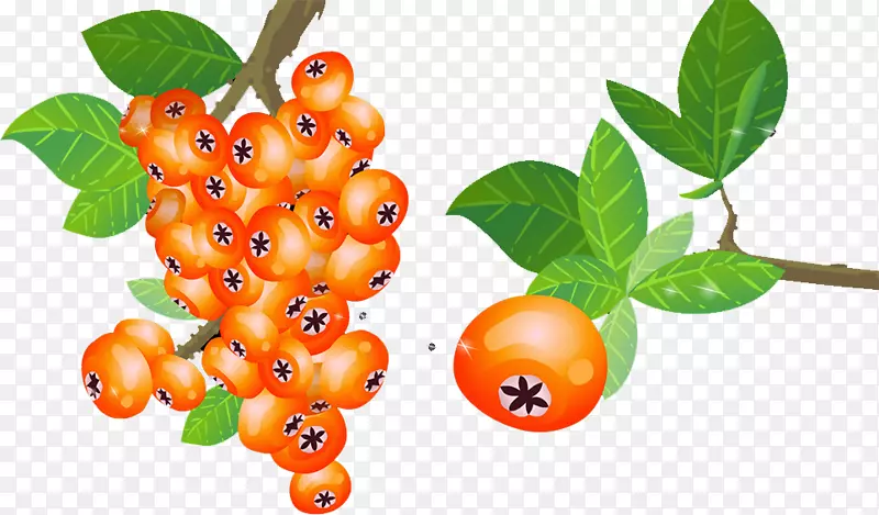波斯科番木瓜水果食品-柿子