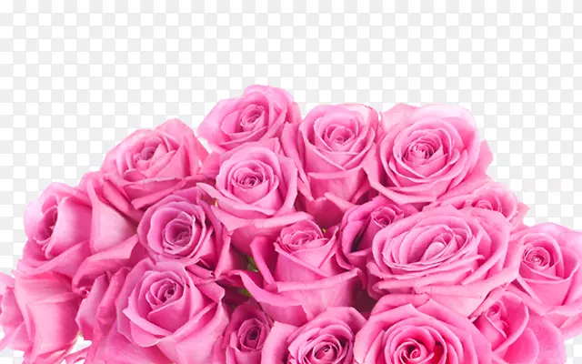 静物：粉红色的玫瑰，一束粉红色的玫瑰。
