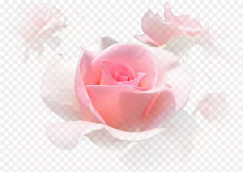 粉色花园玫瑰，蜈蚣玫瑰，白玫瑰，盛开粉红色