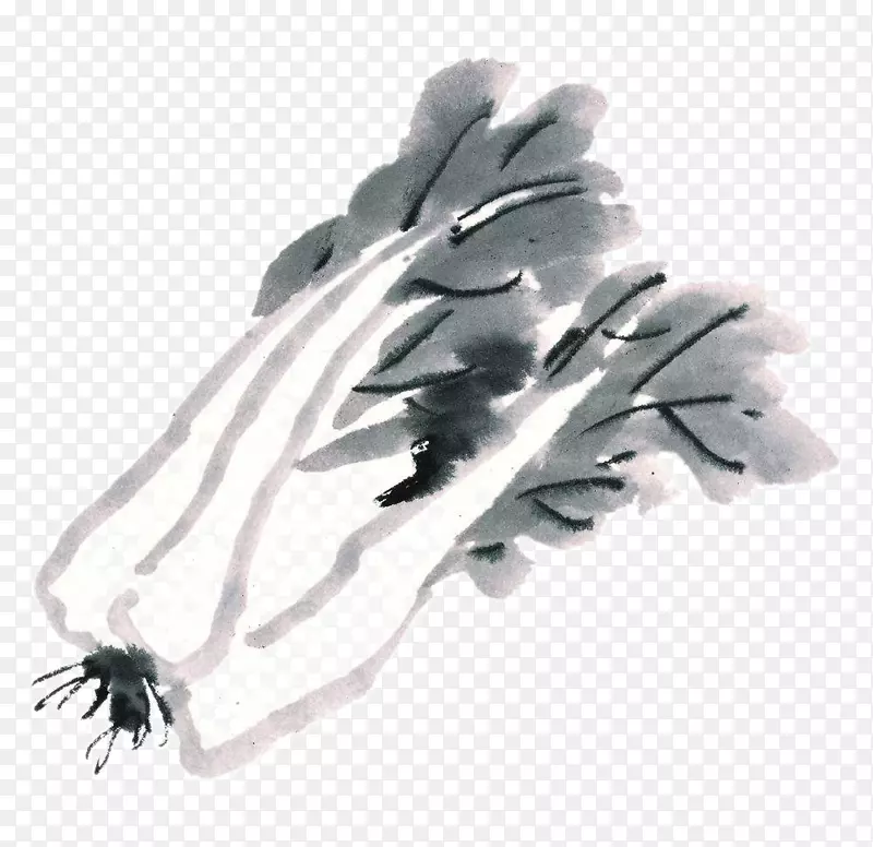 大白菜水彩画蔬菜画-卷心菜画