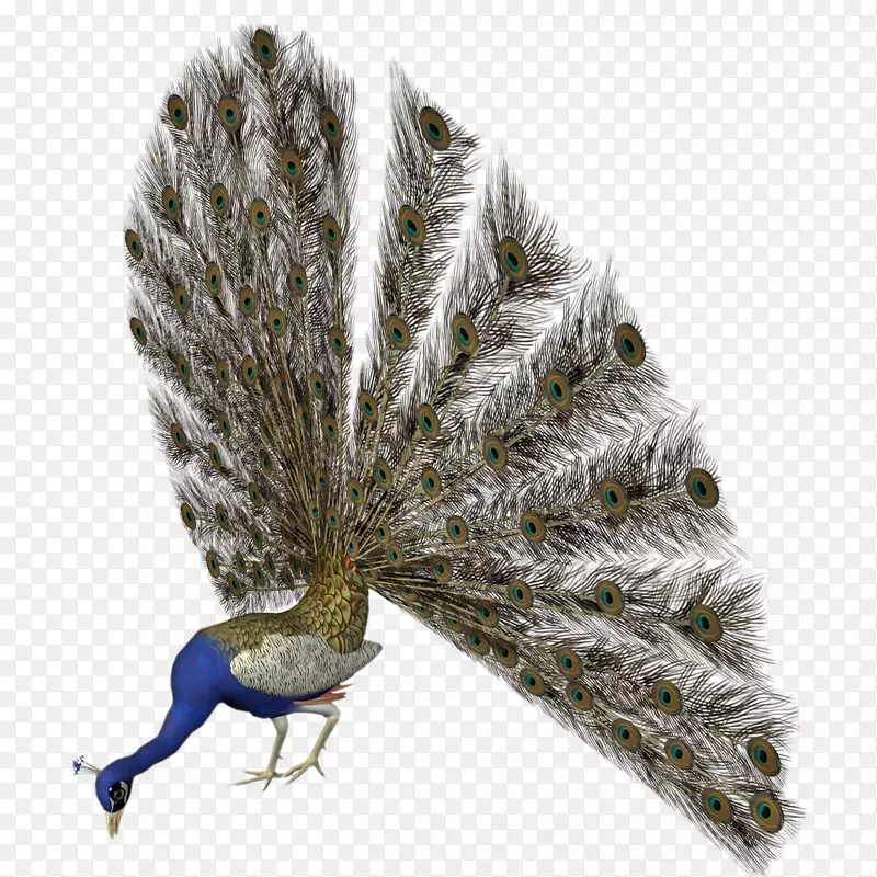 亚洲孔雀羽毛