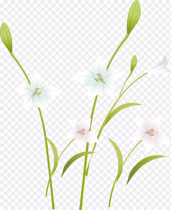 花型花瓣图案-清新典雅的百合