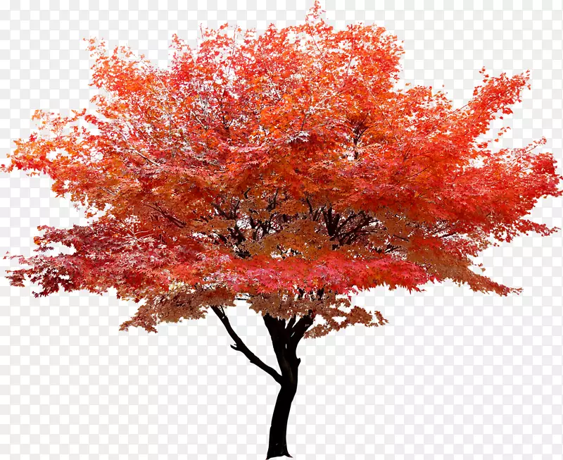 红枫树秋叶颜色-红叶树海报