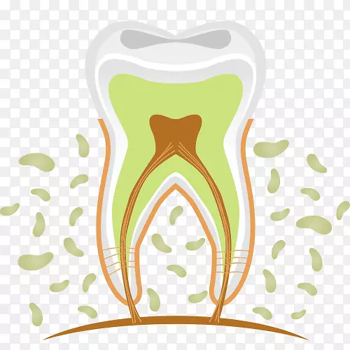 牙科人牙髓.牙齿的立体解剖