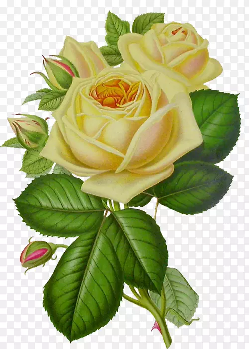 玫瑰花印花剪贴画-白玫瑰