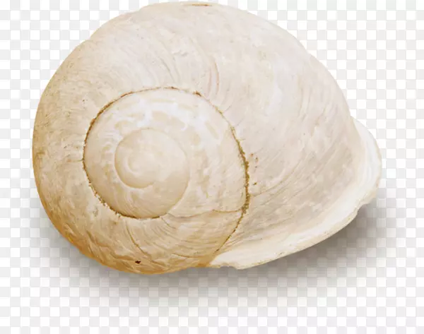 海蜗牛-白色螺丝钉壳