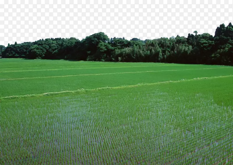 水稻信息-绿色稻田