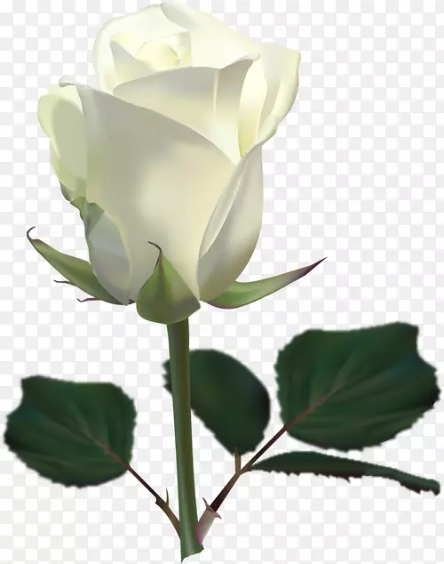 玫瑰白花剪贴画-白玫瑰