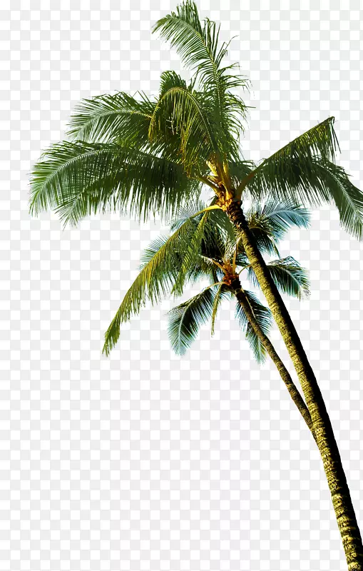 亚洲椰子棕榈树-椰子树