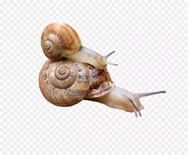 爬行动物蜗牛-加拉科勒-蜗牛