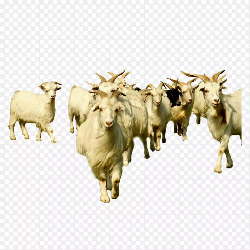 山羊，绵羊，牛群