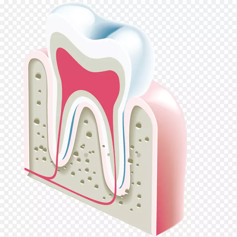 牙科牙像.牙解剖模型