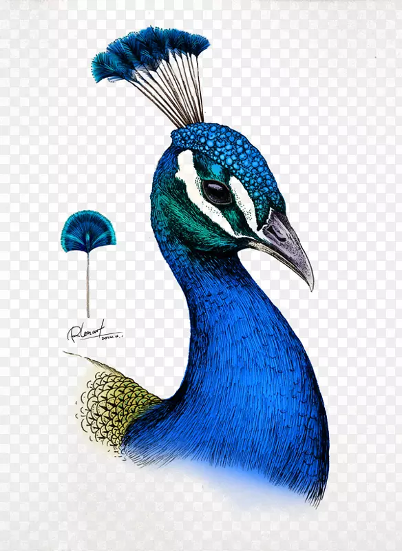 画米莉马罗塔斯动物王国-一本彩色书冒险彩色铅笔插图-孔雀