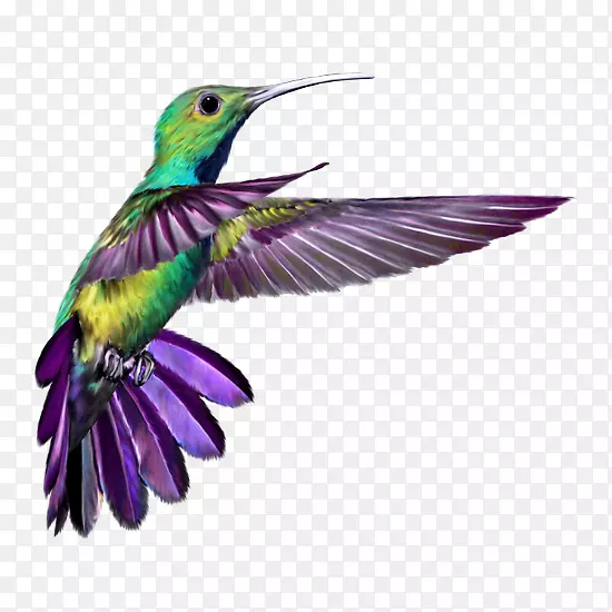 蜂鸟翅膀2纹身T恤紫色羽毛和鸟